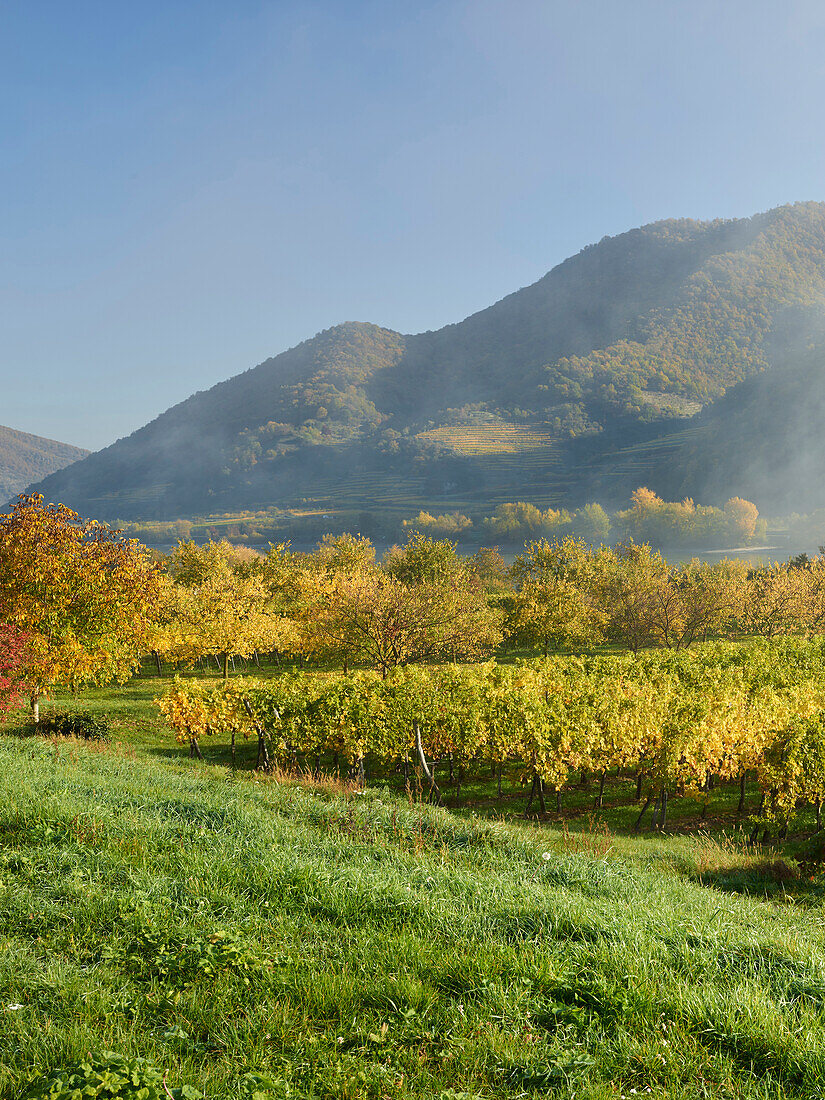 morning fog, vines, Wachau, Lower Austria, Austria