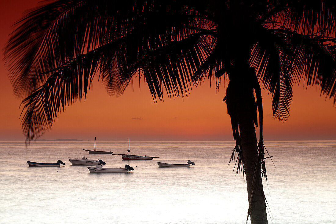 Silhouette of palm tree and empty boats floating on coastal waters at moody dusk, Mozambique