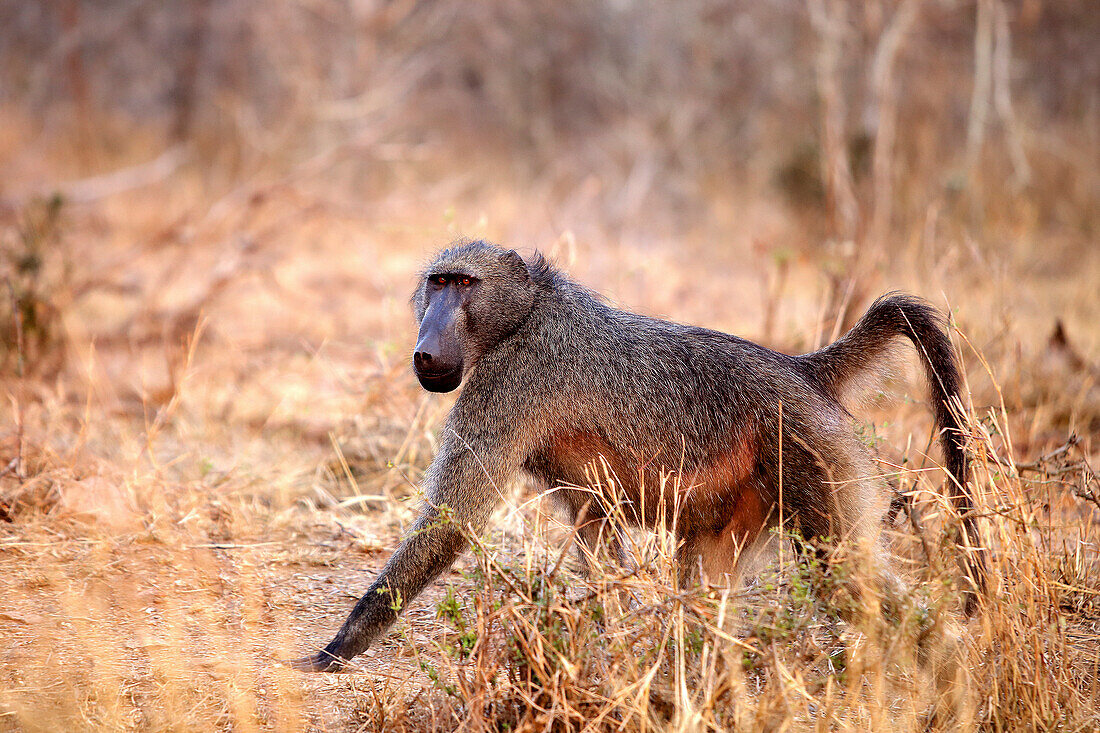 Baboon walking through grass in Kruger National Park, South Africa