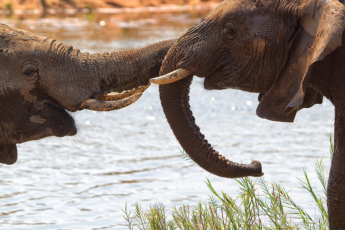 Two African bush elephants touching with trunks against river, South Africa