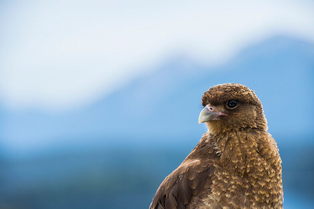 Chimango caracara (Phalcoboenus chimango) is a bird of prey that is home to the southern Andes, Bariloche, Patagonia, Argentina