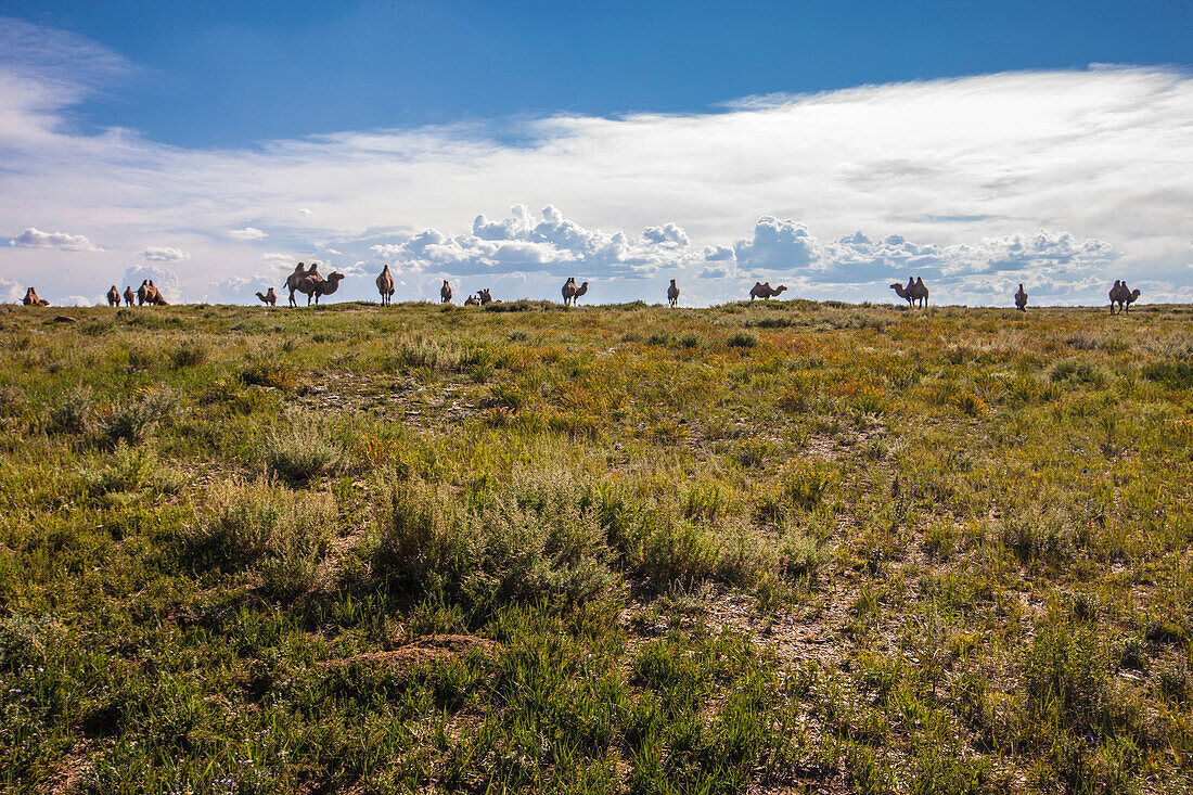 Camels standing on steppe, Kharakhorin, Mongolia