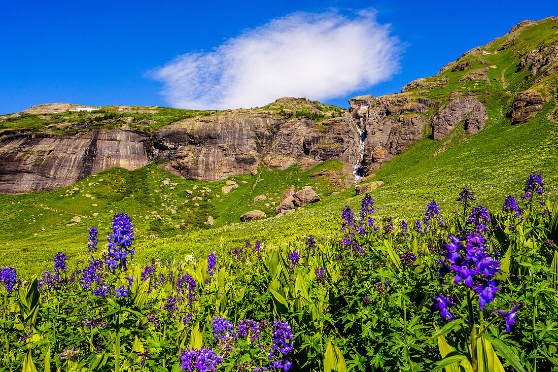 Purple wildflowers in mountains, Ice Lakes Trail, Colorado, USA