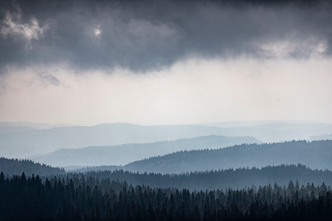 Rainy day over hills of Jura and forests of Spruce (Picea Abies), Gingins, Vaud, Suisse