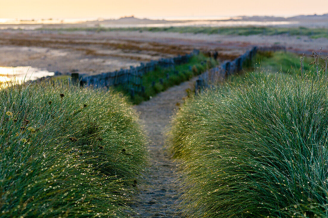 Morning dew on grassy bushes at Sillon de Talbert, Brittany, France