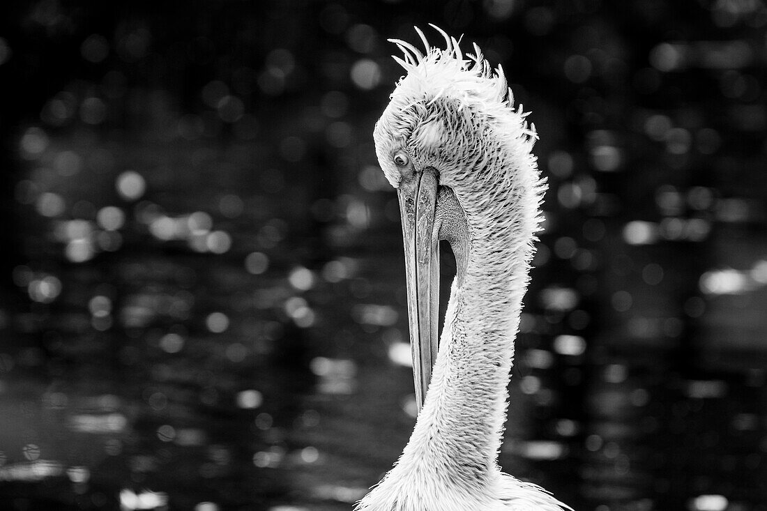 Close up of pelican (Pelecanus) in black and white, Tregomeur, Brittany, France