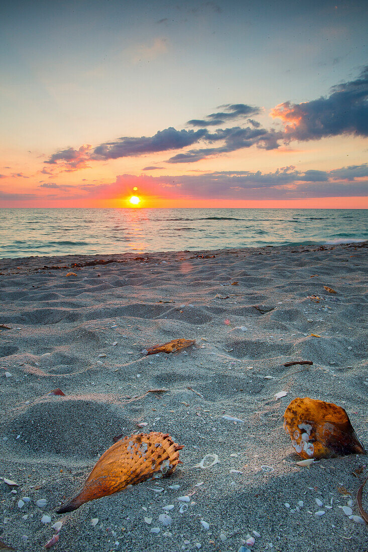 Shells on sandy beach of Captiva Island at scenic sunset, Florida, USA