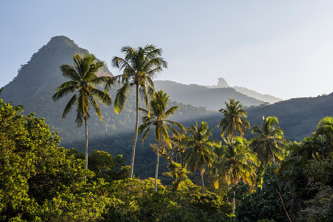 Coconut palm trees in tropical Ilha Grande, Rio de Janeiro, Brazil