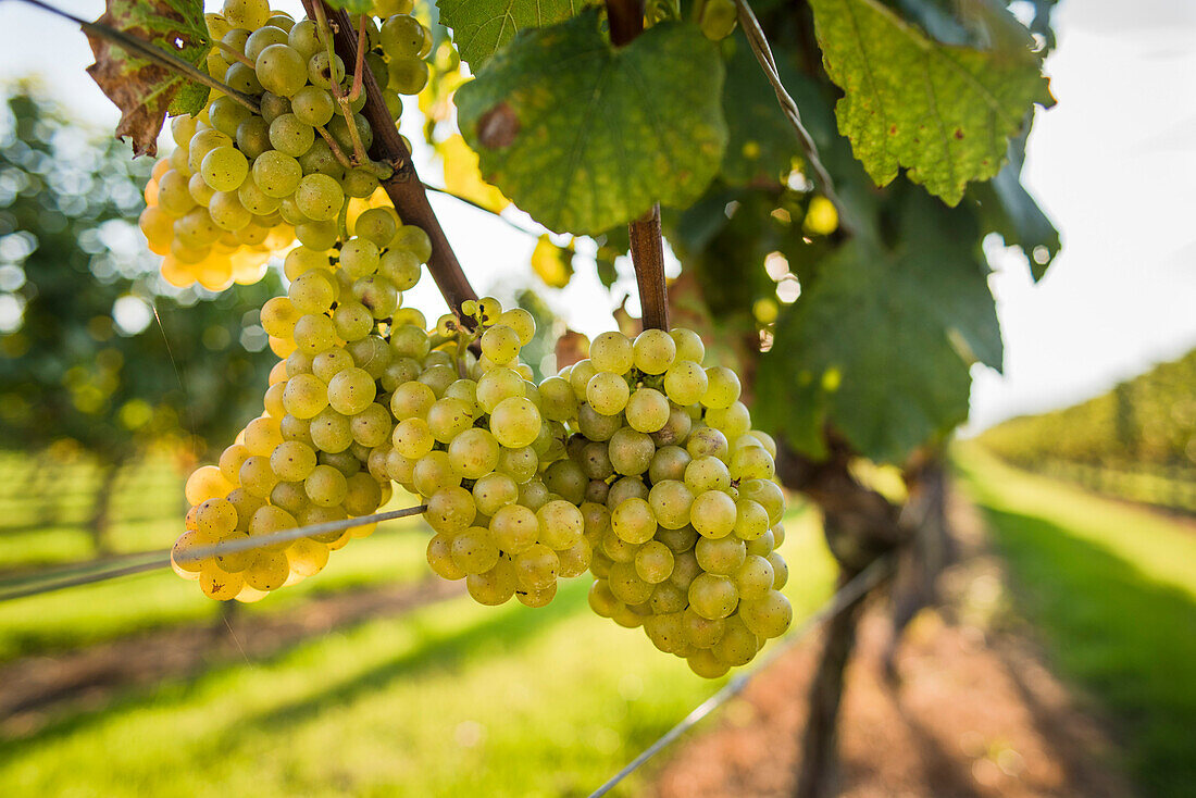 Coastally grown grapes for winemaking as part of a southern New England Vineyard