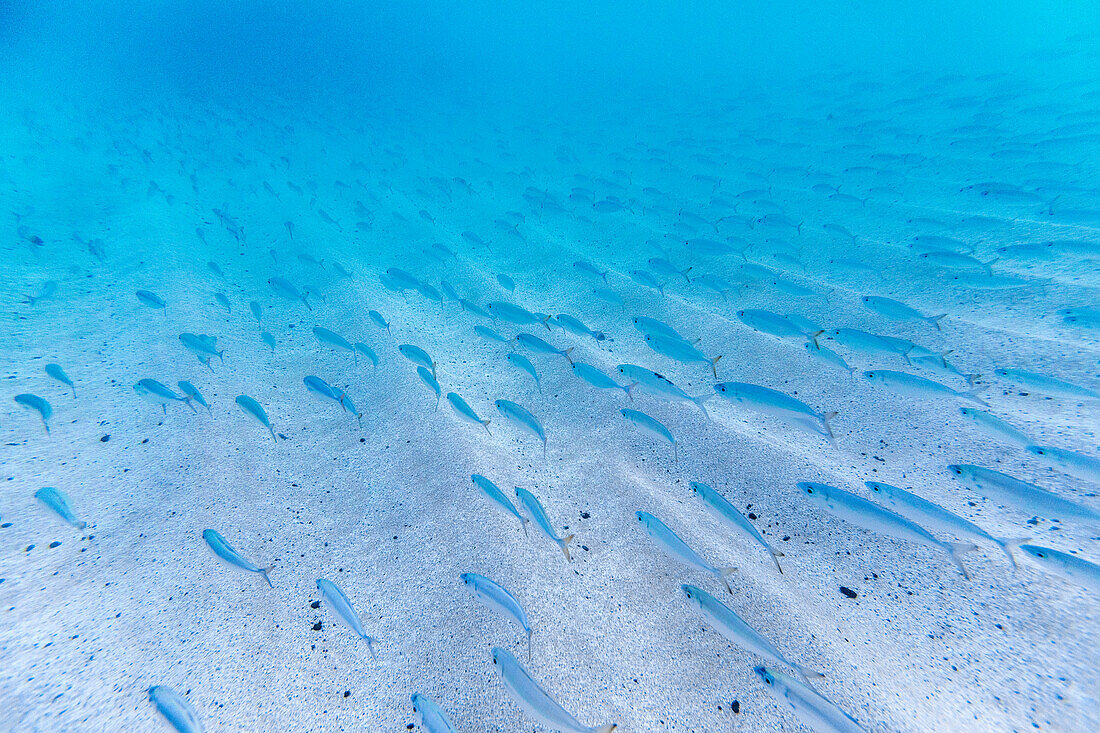 Underwater view of school of bait fish at Waimea Bay, north shore of Oahu, Hawaii Islands, USA
