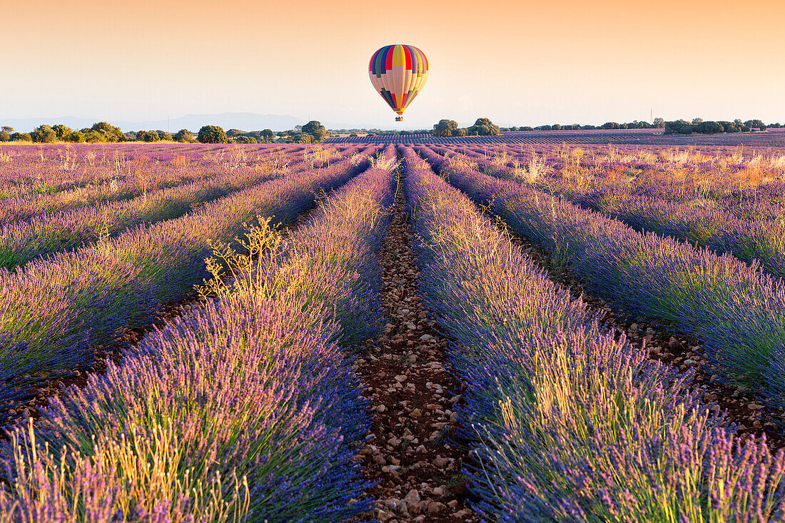 Balloon over Lavender plantation, Brihuega, Guadalajara province, Castilla La Mancha, Spain