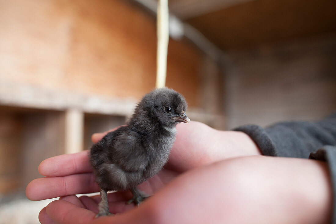 Person holding black chick, Chilliwack, British Columbia, Canada