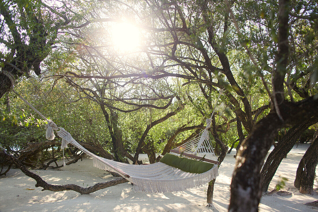 Hammock hanging from tree over beach, Maldives