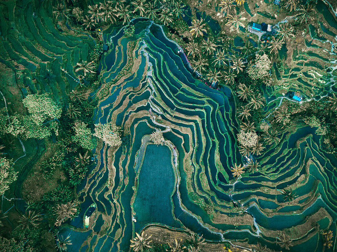 Aerial view of rice terraces, Tegallalang, Bali, Indonesia