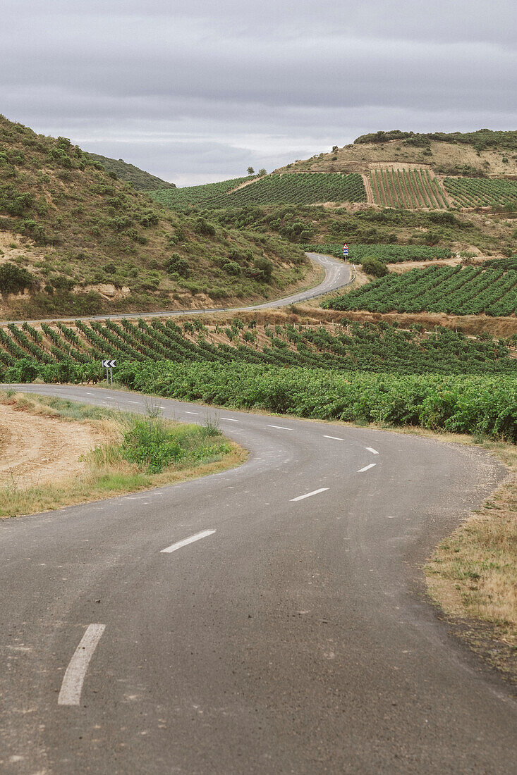 Winding road surrounded by vineyards, Pamplona, Navarre, Spain