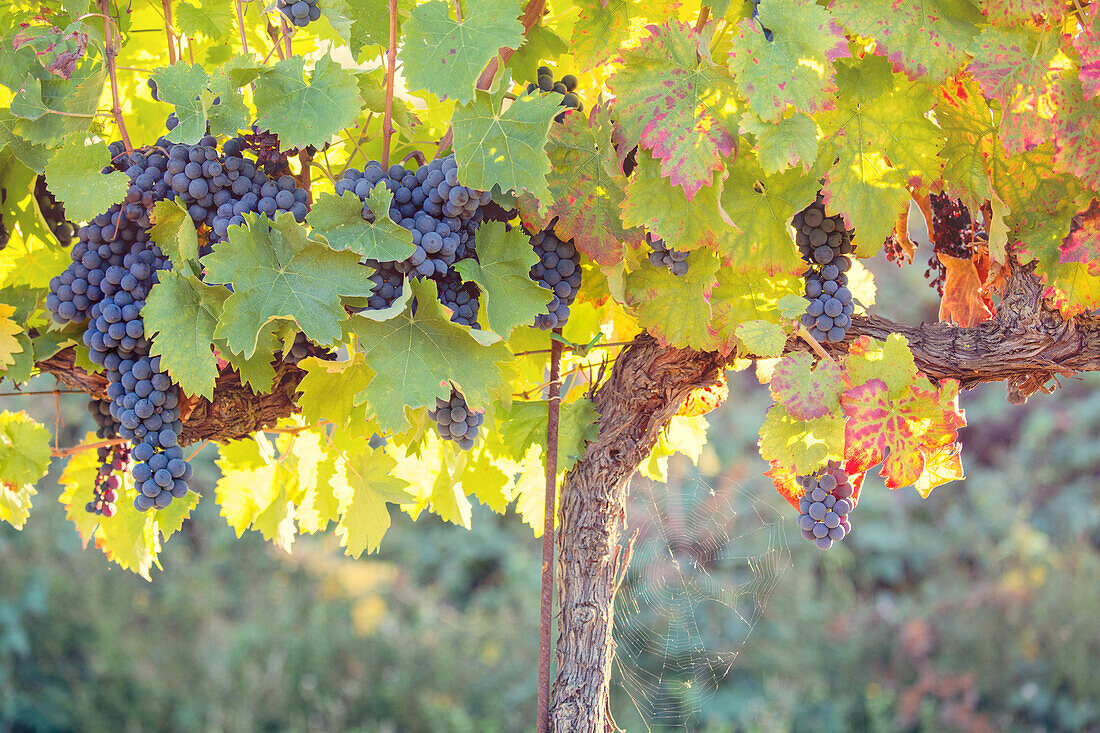 Europe,Italy,Umbria,Perugia district,Montefalco, Grape vine in autumn