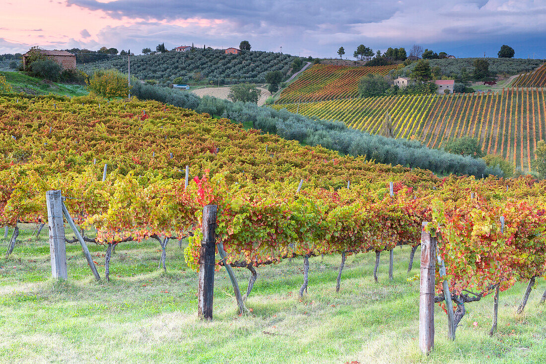 Europe,Italy,Umbria,Perugia district,Montefalco. Vineyards in autumn