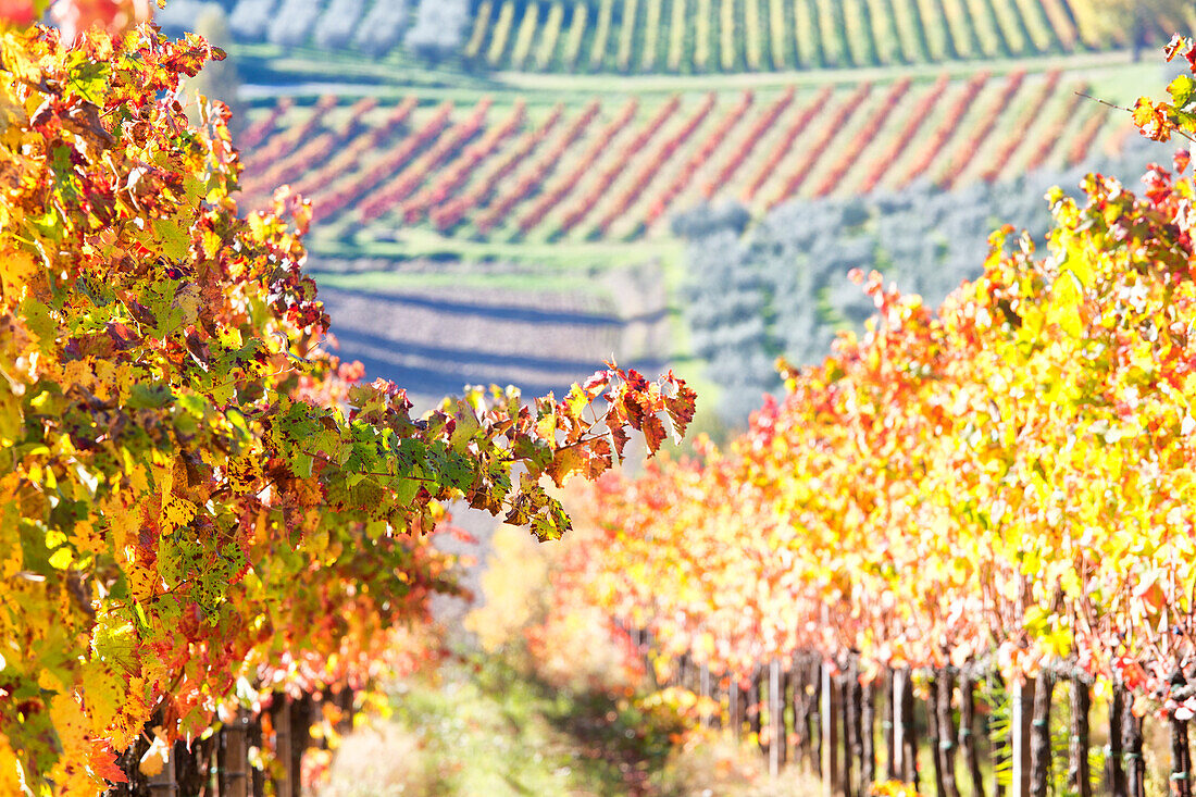 Europe,Italy,Umbria,Perugia district,Montefalco, Vineyards in autumn