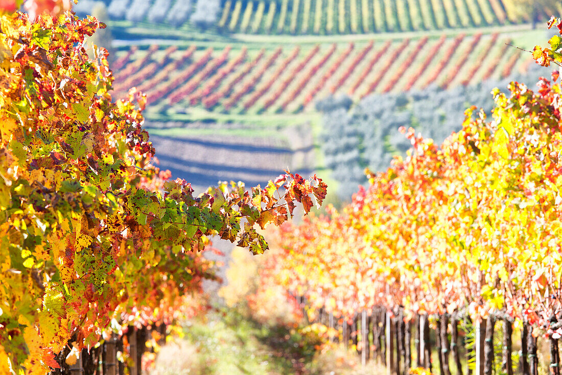 Europe,Italy,Umbria,Perugia district,Montefalco. Vineyards in autumn