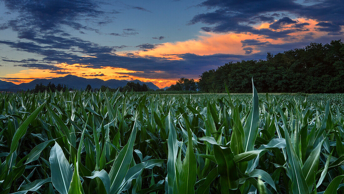 Sunset on cornfield, Como province, Lombardy, Italy, Europe