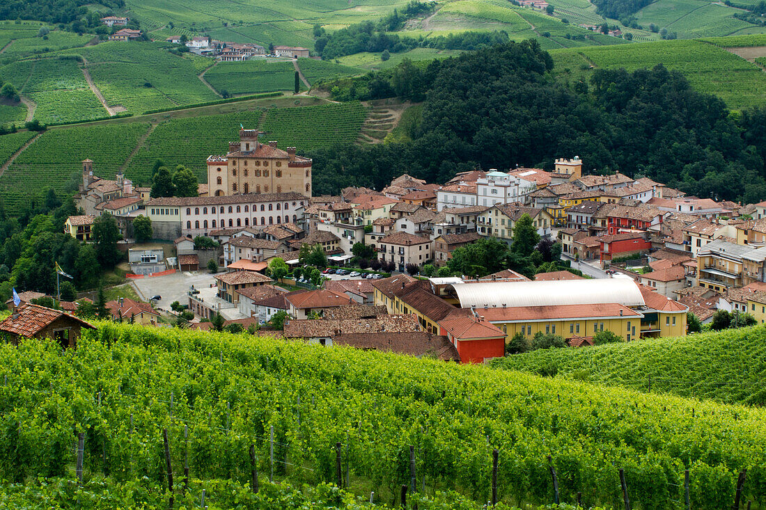 vineyard, Barolo , Piemont, Italy