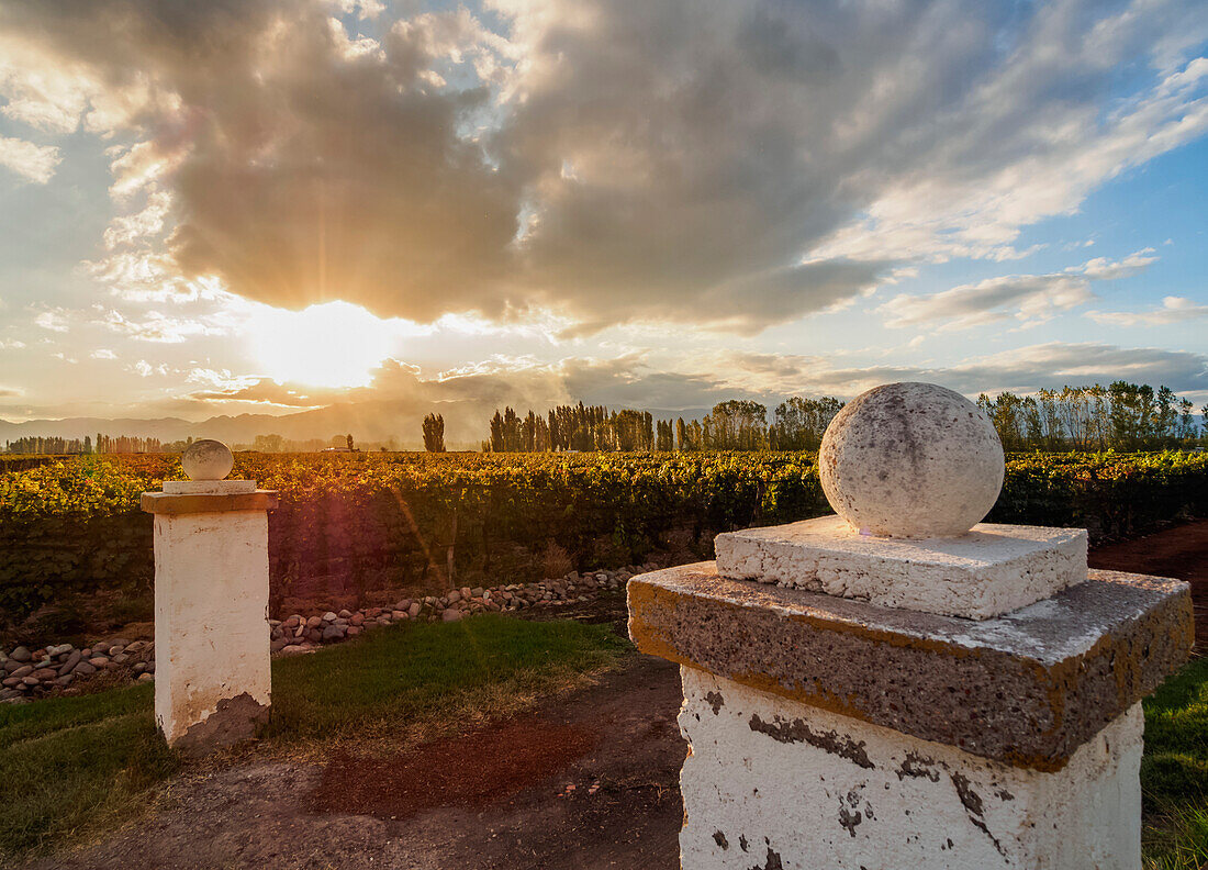 Vineyard of Bodega Viamonte, sunset, Lujan de Cuyo, Mendoza Province, Argentina, South America