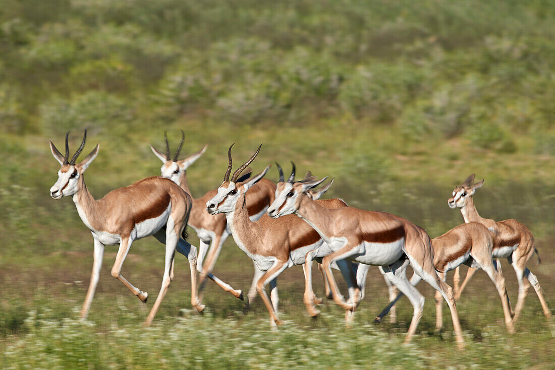 Group of springbok (Antidorcas marsupialis) running, Kgalagadi Transfrontier Park, South Africa, Africa