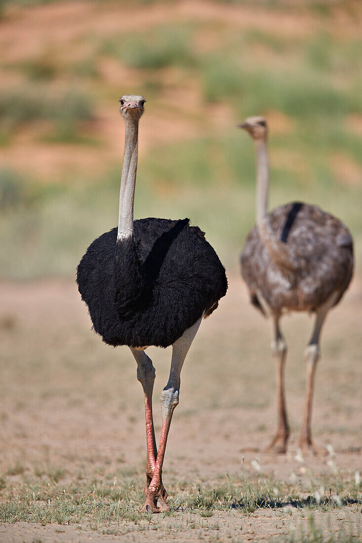 Common ostrich (Struthio camelus), male in breeding plumage with female, Kgalagadi Transfrontier Park, South Africa, Africa