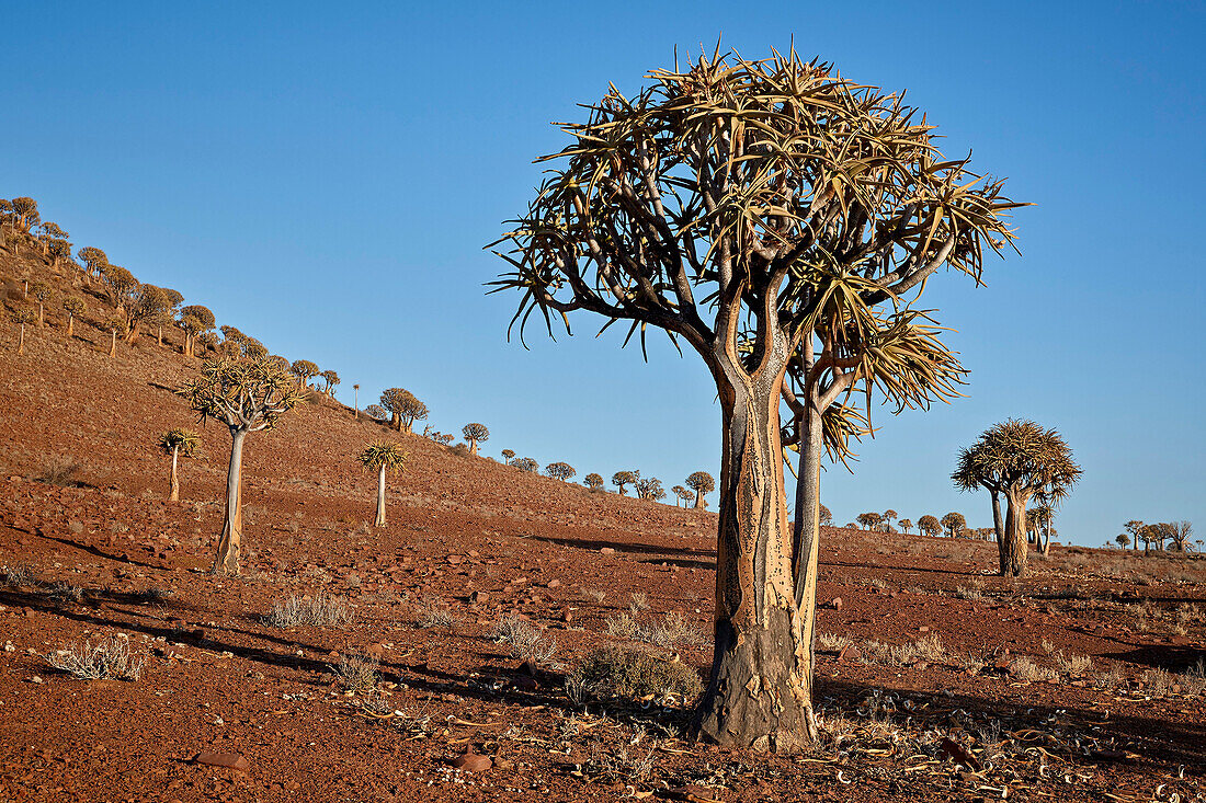 Quiver tree (Kokerboom) (Aloe dichotoma), Gannabos, Namakwa, Namaqualand, South Africa, Africa