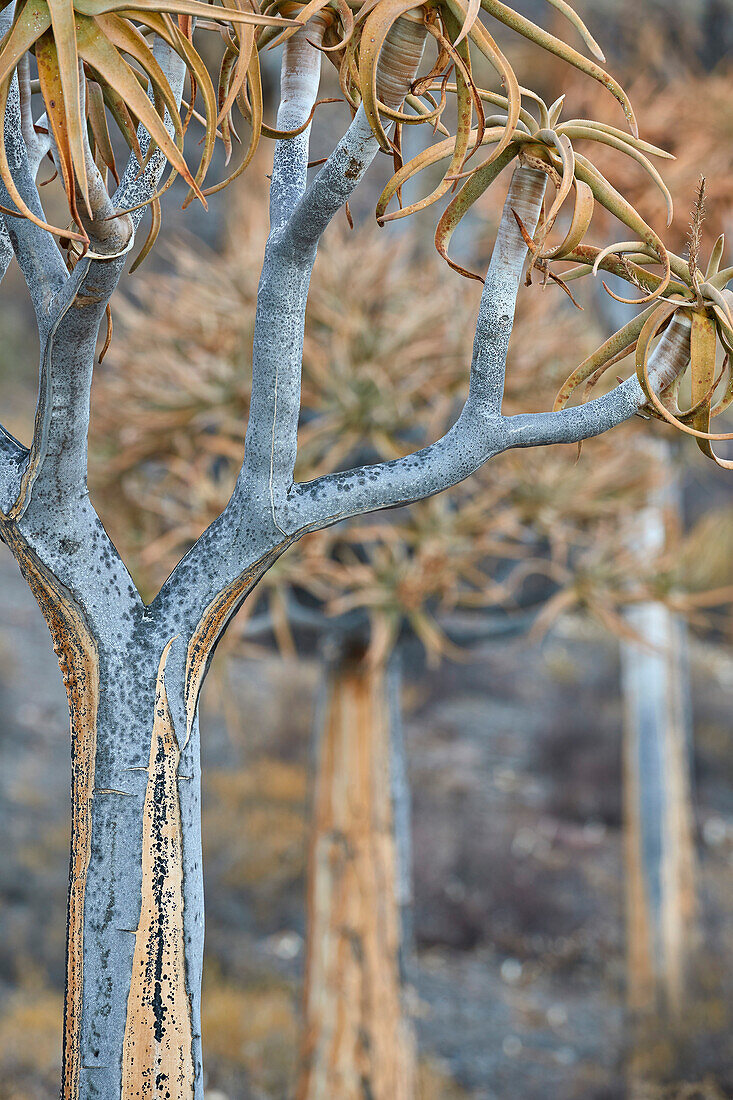 Quiver tree (Kokerboom) (Aloe dichotoma), Gannabos, Namakwa, Namaqualand, South Africa, Africa