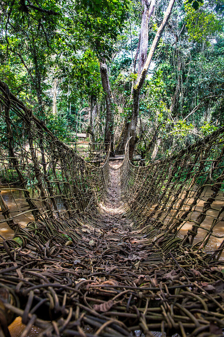 Hand made vine bridge in the Dzanga-Sangha Park, UNESCO World Heritage Site, Central African Republic, Africa