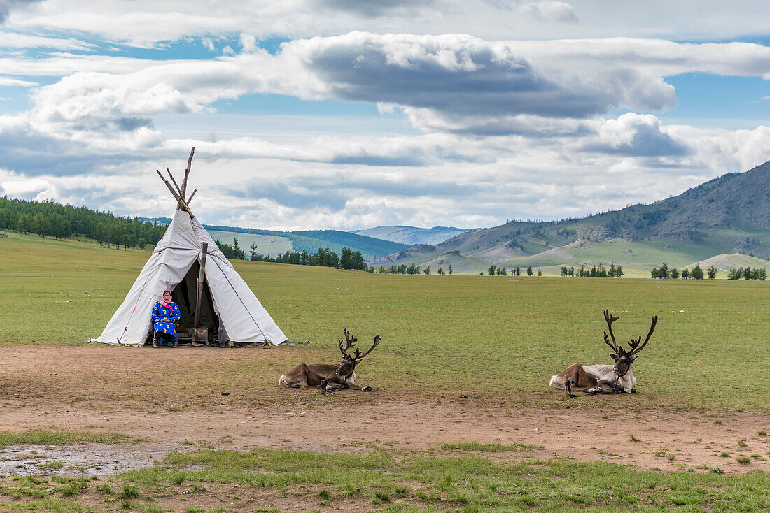 Woman from the Reindeer People with typical tent and two reindeers, Hovsgol province, Mongolia, Central Asia, Asia