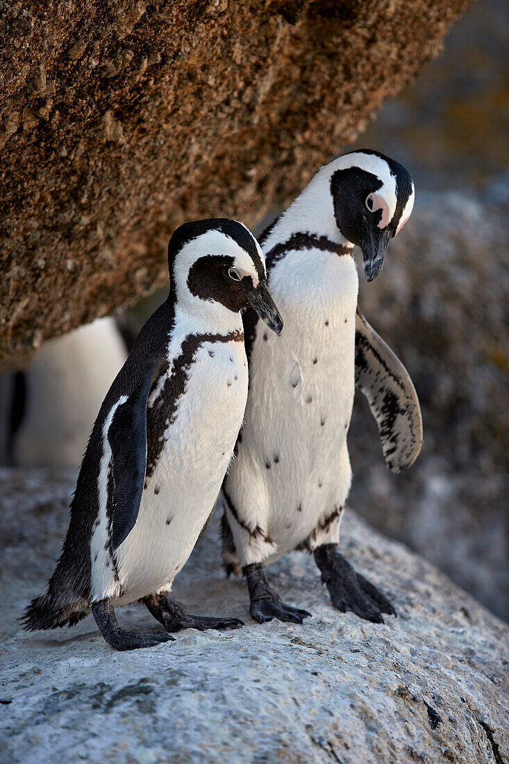 African Penguin (Spheniscus demersus) pair, Simon's Town, near Cape Town, South Africa, Africa