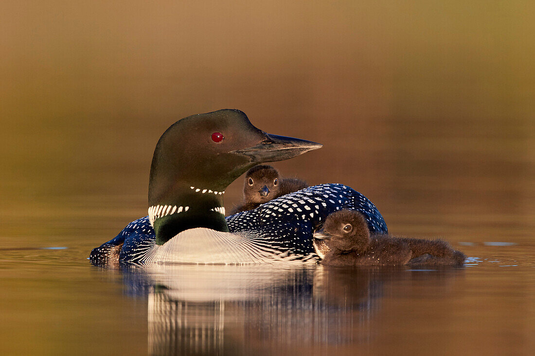 Common Loon (Gavia immer) adult with two chicks, Lac Le Jeune Provincial Park, British Columbia, Canada, North America