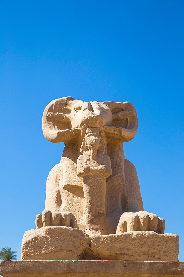 Avenue of Sphinxes, Luxor Temple, UNESCO World Heritage Site, Luxor, Egypt, North Africa, Africa