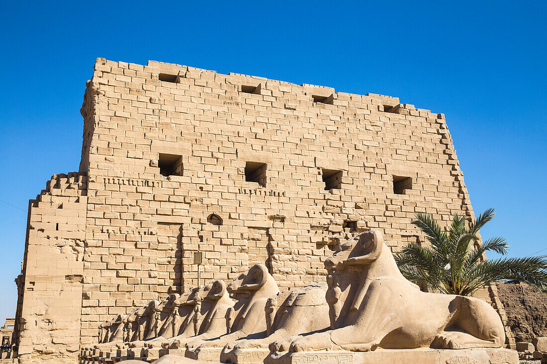 Avenue of Sphinxes, Luxor Temple, UNESCO World Heritage Site, Luxor, Egypt, North Africa, Africa