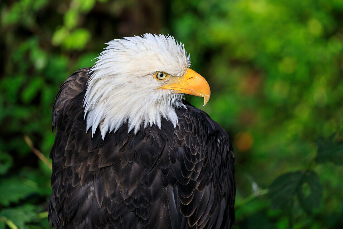 Bald eagle (Haliaeetus leucocephalus) portrait, Alaska Raptor Rehabilitation Center, Sitka, Baranof Island, Alaska, United States of America, North America