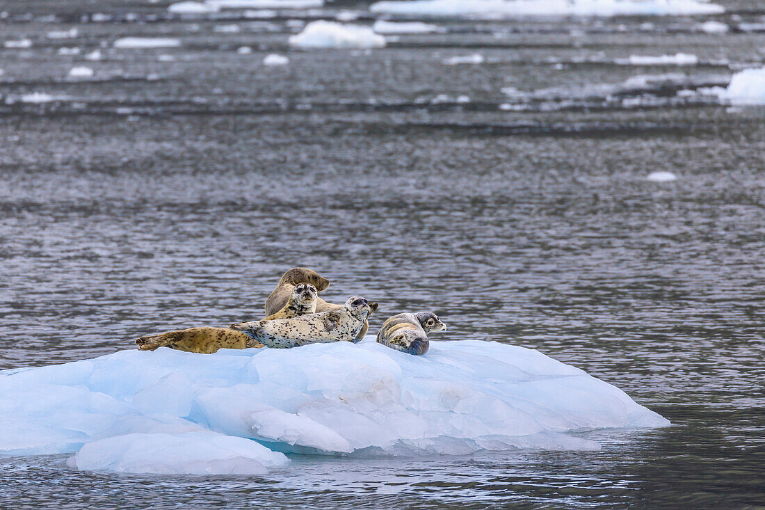 Harbour Seals (Phoca Vitulina) on an iceberg, Aialik Glacier, Harding Icefield, Kenai Fjords National Park, Alaska, United States of America, North America