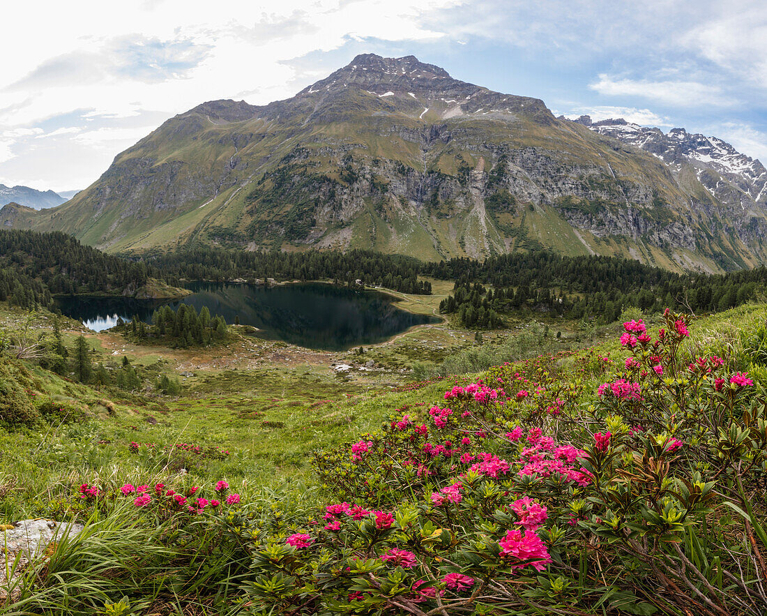 Panoramic of rhododendrons and Lake Cavloc, Maloja Pass, Bregaglia Valley, Engadine, Canton of Graubunden, Switzerland, Europe