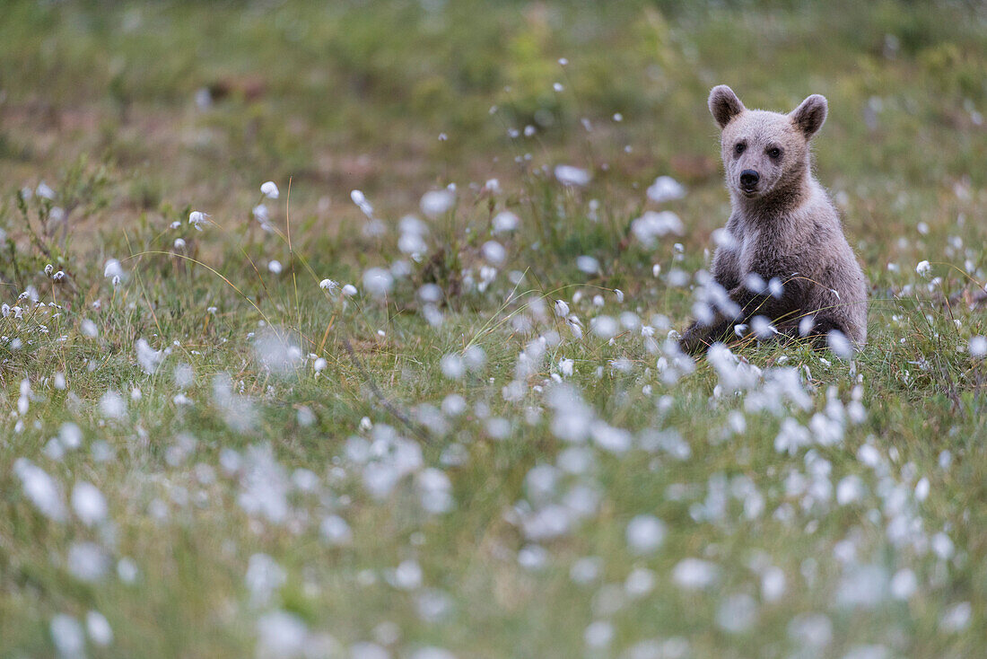 European Brown Bear (Ursus arctos arctos) cub, sitting on cotton grass filled taiga swamp, Suomussalmi, Finland, Europe