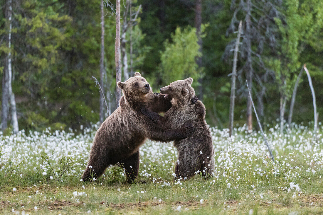 European Brown Bear (Ursus arctos arctos) sub-adults, play fighting on swamp, Suomussalmi, Finland, Europe