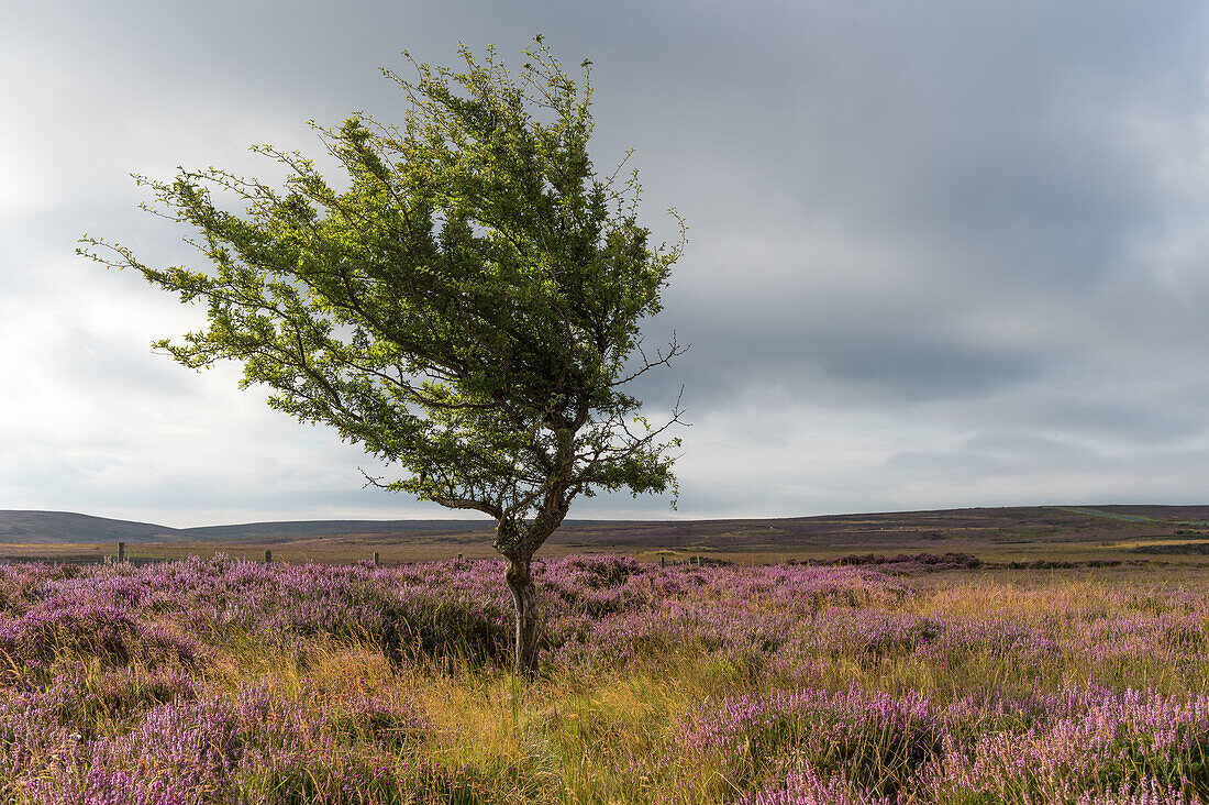 Lone tree amongst the heather, Yorkshire Moors, Yorkshire, England, United Kingdom, Europe