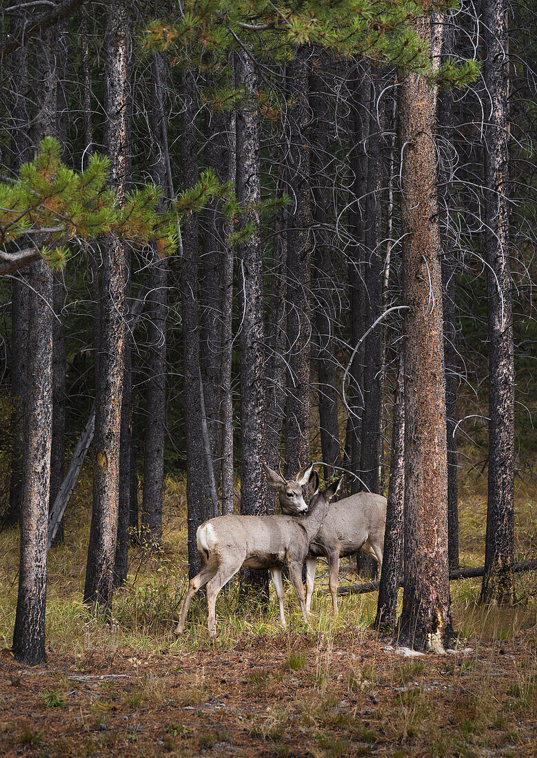 Deer licking each other, Banff National Park, Alberta, Canada, North America