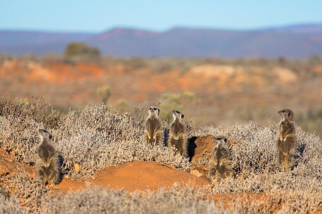Meerkats, Oudtshoorn, Western Cape, South Africa, Africa