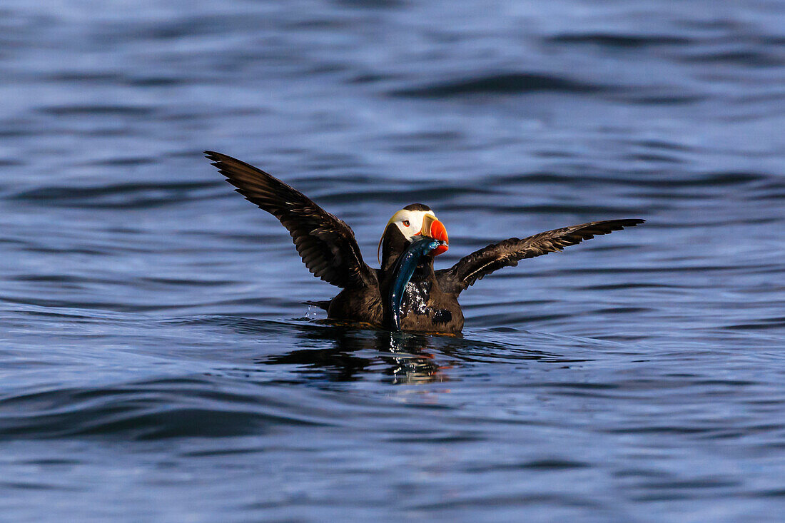 Tufted puffin (Fratercula cirrhata) on the sea, wings stretched with catch, Sitka Sound, Sitka, Southeast Alaska, United States of America, North America