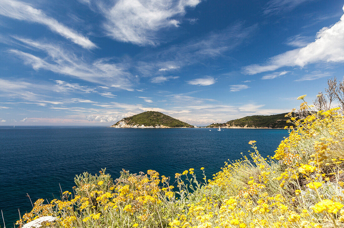 Yellow wild flowers, Gulf of Procchio, Marciana, Elba Island, Livorno Province, Tuscany, Italy, Europe
