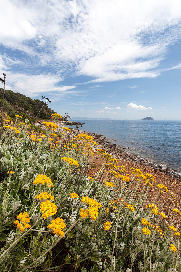 Wild flowers at Sansone Beach, Portoferraio, Elba Island, Livorno Province, Tuscany, Italy, Europe