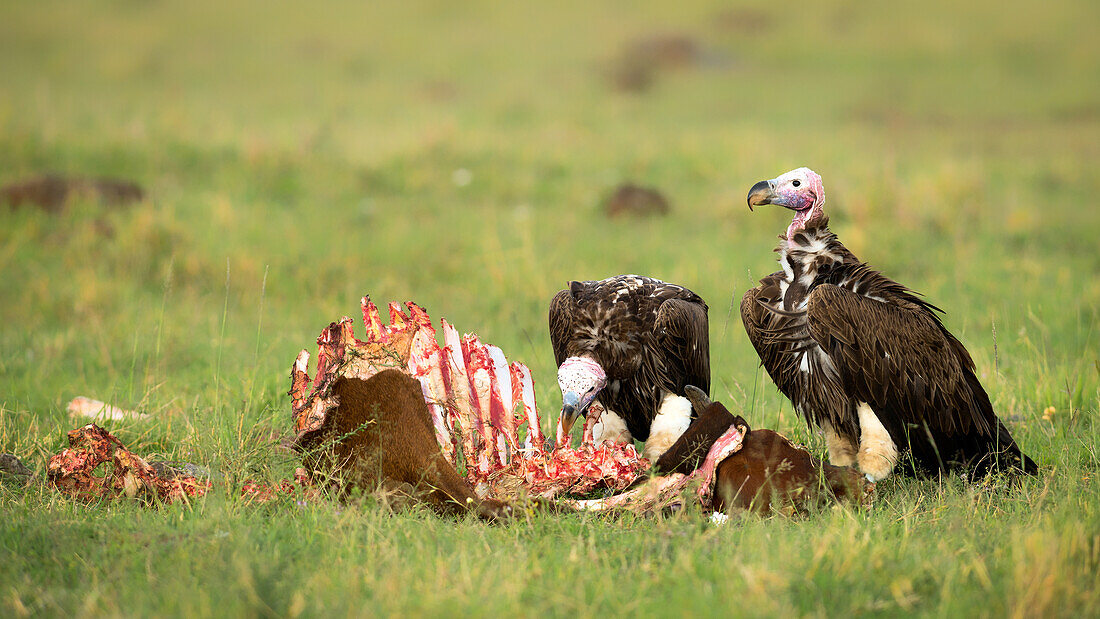Lappet faced vultures on a kill, Masai Mara, Kenya, East Africa, Africa