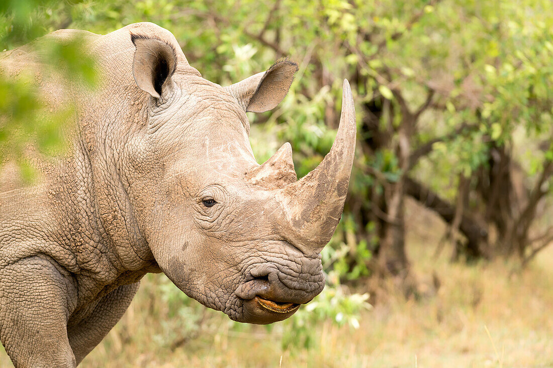 White rhinoceros, Masai Mara, Kenya, East Africa, Africa