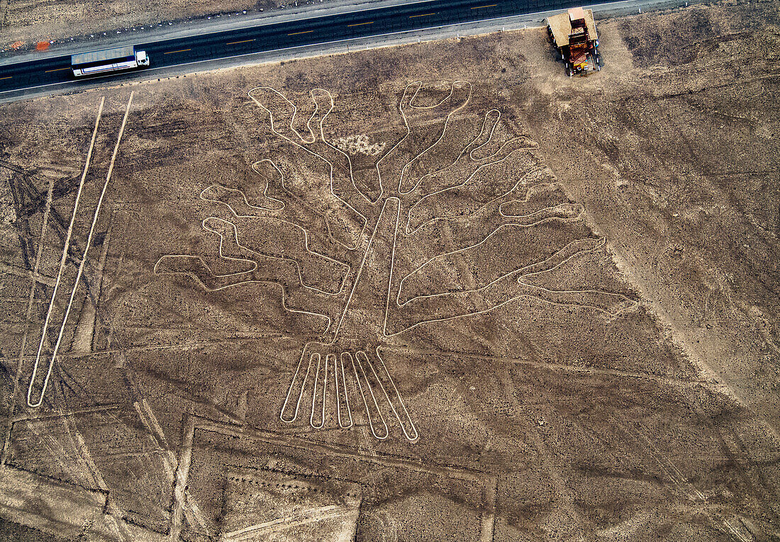 The Tree Geoglyph, aerial view, Nazca, UNESCO World Heritage Site, Ica Region, Peru, South America